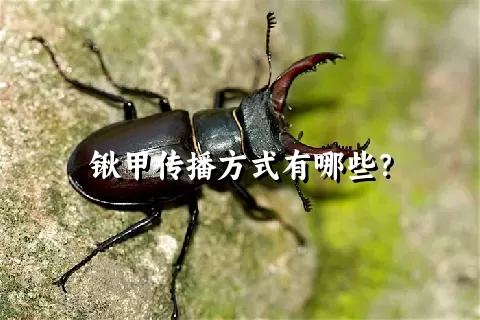 锹甲传播方式有哪些？