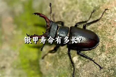 锹甲寿命有多长？    