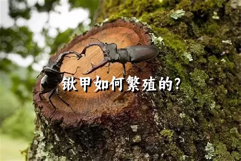 锹甲如何繁殖的？