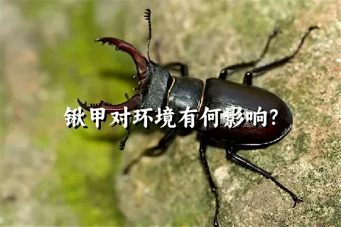 锹甲对环境有何影响？