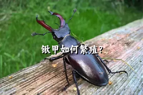 锹甲如何繁殖？