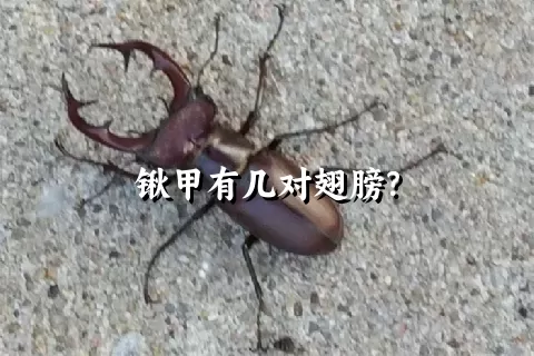 锹甲有几对翅膀？