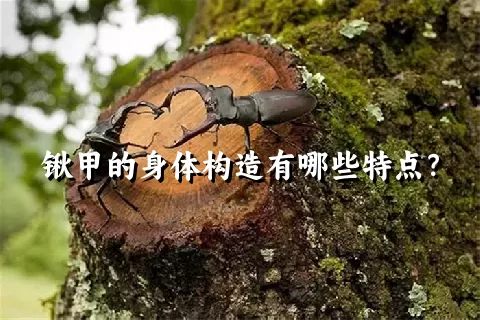 锹甲的身体构造有哪些特点？