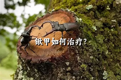 锹甲如何治疗？