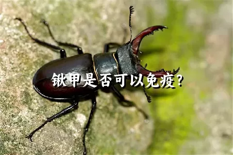 锹甲是否可以免疫？