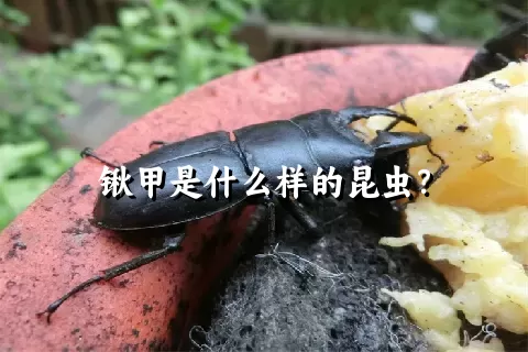 锹甲是什么样的昆虫？