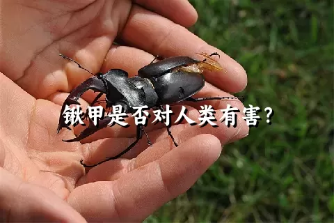 锹甲是否对人类有害？