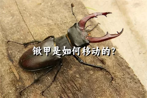 锹甲是如何移动的？