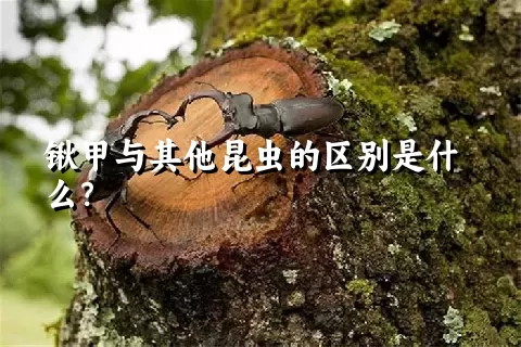 锹甲与其他昆虫的区别是什么？