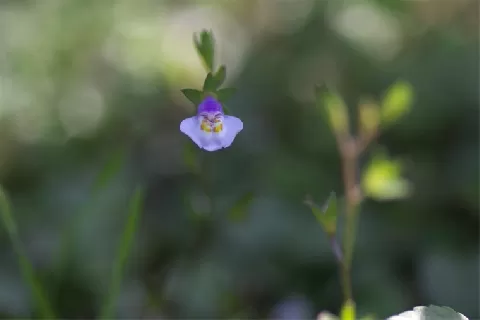 通泉草