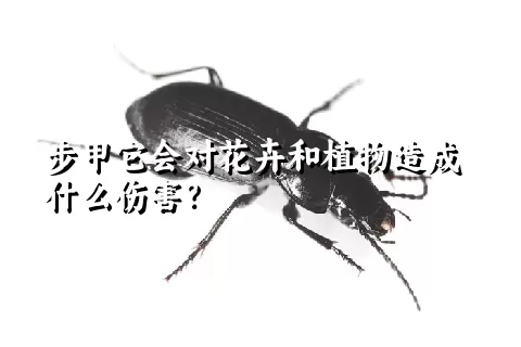 步甲它会对花卉和植物造成什么伤害？