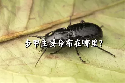 步甲主要分布在哪里？