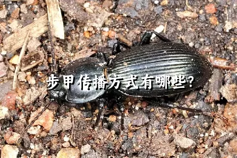 步甲传播方式有哪些？