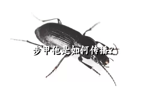 步甲他是如何传播？