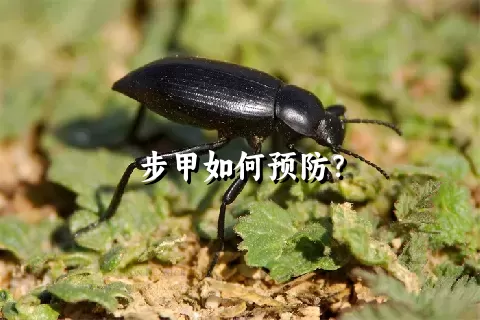 步甲如何预防？