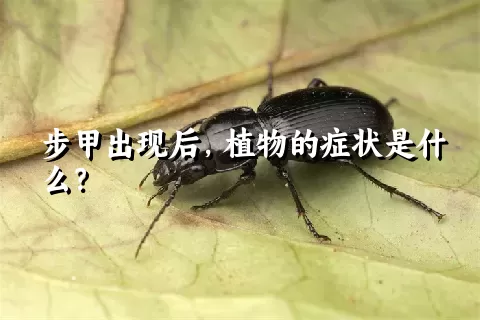 步甲出现后，植物的症状是什么？