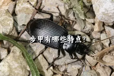 步甲有哪些特点？