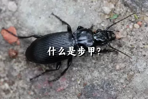 什么是步甲？