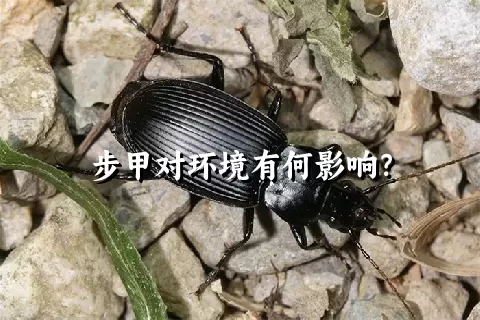 步甲对环境有何影响？