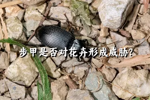 步甲是否对花卉形成威胁？