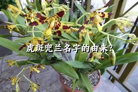 虎斑兜兰名字的由来？