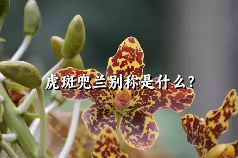 虎斑兜兰别称是什么？