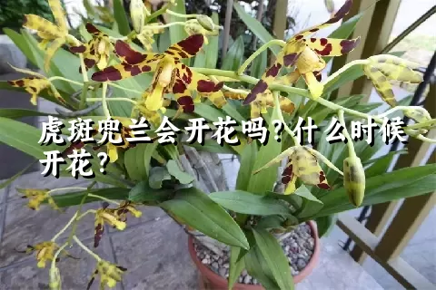 虎斑兜兰会开花吗？什么时候开花？