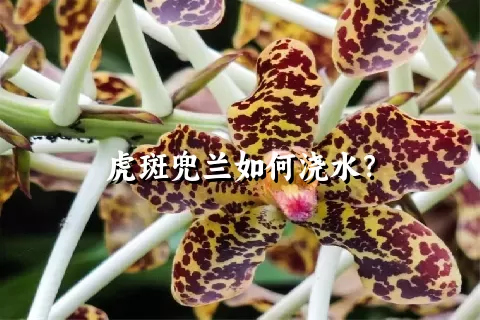 虎斑兜兰如何浇水？