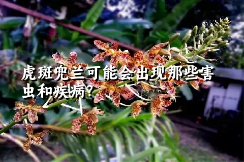 虎斑兜兰可能会出现那些害虫和疾病？