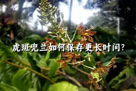 虎斑兜兰如何保存更长时间？