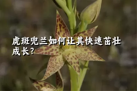 虎斑兜兰如何让其快速茁壮成长？