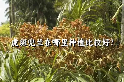 虎斑兜兰在哪里种植比较好？