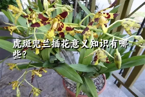 虎斑兜兰插花意义知识有哪些？