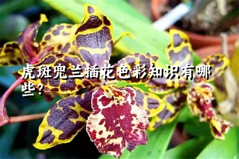 虎斑兜兰插花色彩知识有哪些？