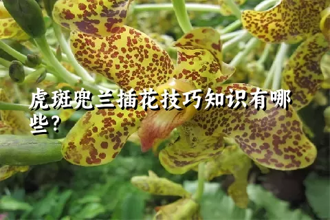 虎斑兜兰插花技巧知识有哪些？