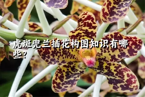 虎斑兜兰插花构图知识有哪些？