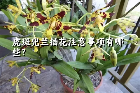 虎斑兜兰插花注意事项有哪些？