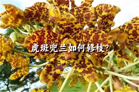 虎斑兜兰如何修枝？