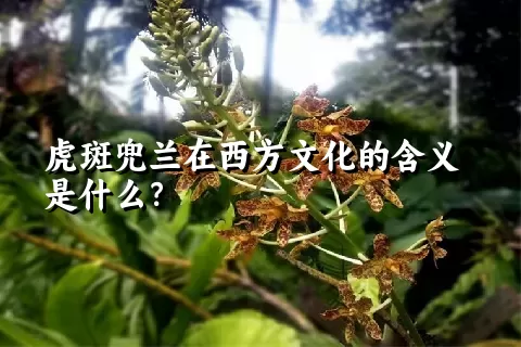 虎斑兜兰在西方文化的含义是什么？