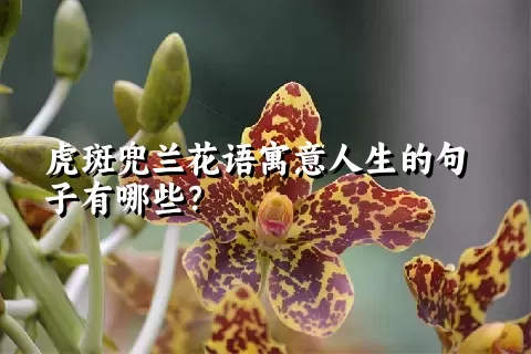 虎斑兜兰花语寓意人生的句子有哪些？