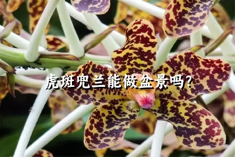 虎斑兜兰能做盆景吗？