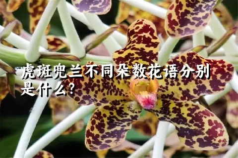 虎斑兜兰不同朵数花语分别是什么？