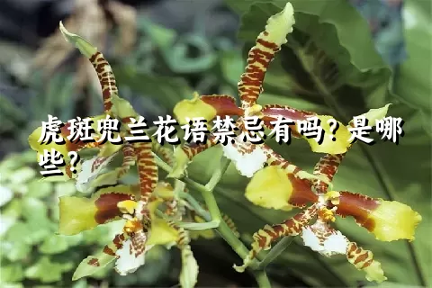 虎斑兜兰花语禁忌有吗？是哪些？