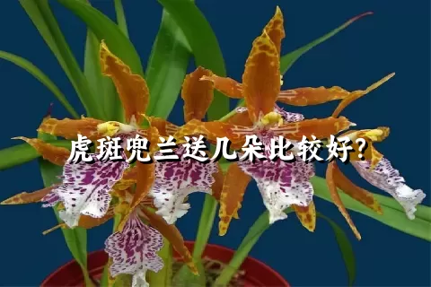 虎斑兜兰送几朵比较好？