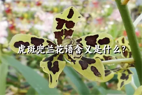 虎斑兜兰花语含义是什么？