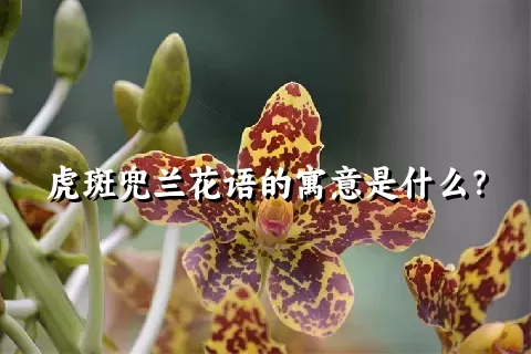 虎斑兜兰花语的寓意是什么？