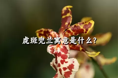 虎斑兜兰寓意是什么？