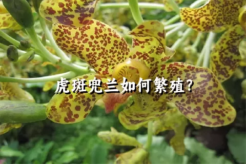 虎斑兜兰如何繁殖？