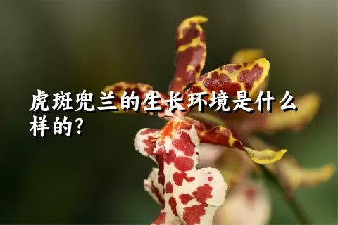 虎斑兜兰的生长环境是什么样的？