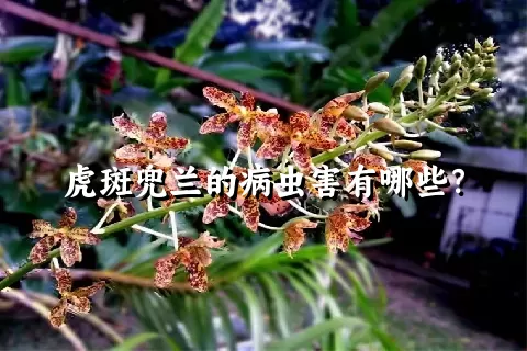 虎斑兜兰的病虫害有哪些？